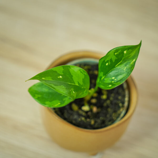 aglaonema-snowflake-baby (3) aglaonema-snowflake-baby