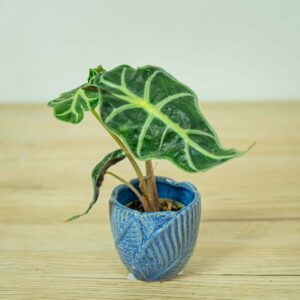 alokazja-polly-baby-alocasia
