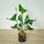 anthurium-arrow
