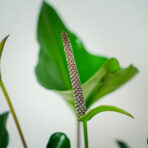 anthurium-arrow