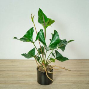 anthurium-arrow