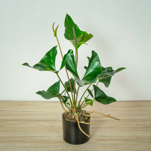 anthurium-arrow anthurium-arrow