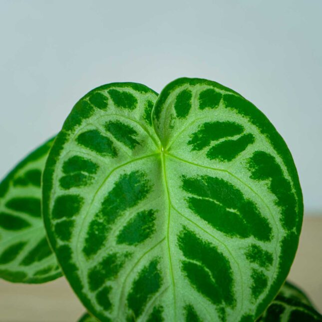 anthurium-silver-blush (2) anthurium-silver-blush