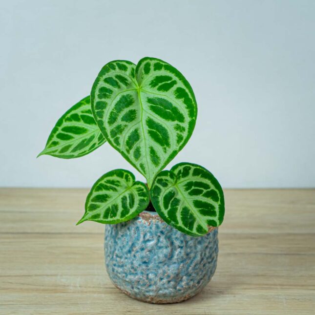 anthurium-silver-blush anthurium-silver-blush