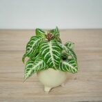 aphelandra-white-wash