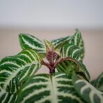 aphelandra-white-wash