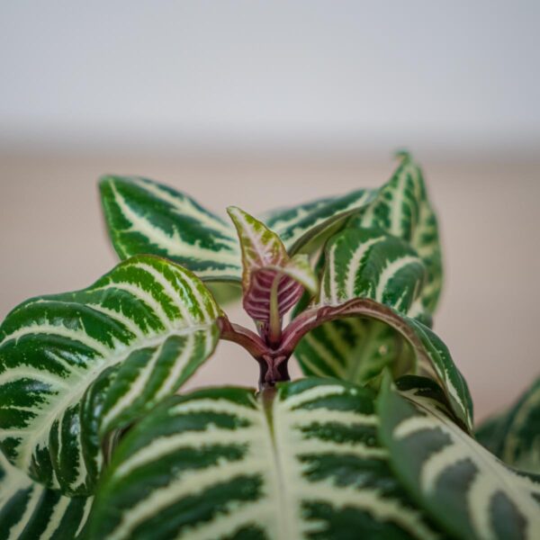 aphelandra-white-wash (2) aphelandra-white-wash