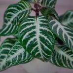 aphelandra-white-wash