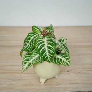aphelandra-white-wash