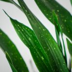 aspidistra-milky-way-aspidistra-elatior