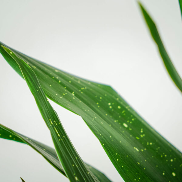 aspidistra-milky-way-aspidistra-elatior (4) aspidistra-milky-way-aspidistra-elatior