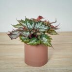 begonia-sumatra-green