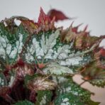 begonia-sumatra-green