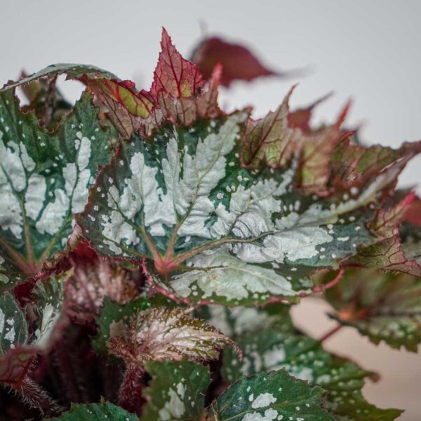 begonia-sumatra-green (2) begonia-sumatra-green