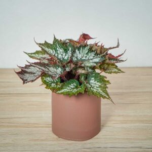 begonia-sumatra-green