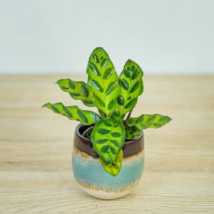 calathea-lancifolia-baby