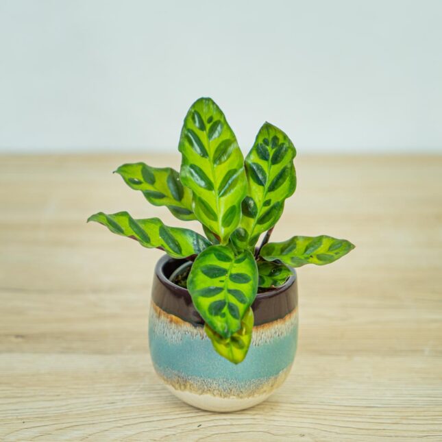 calathea-lancifolia-baby calathea-lancifolia-baby