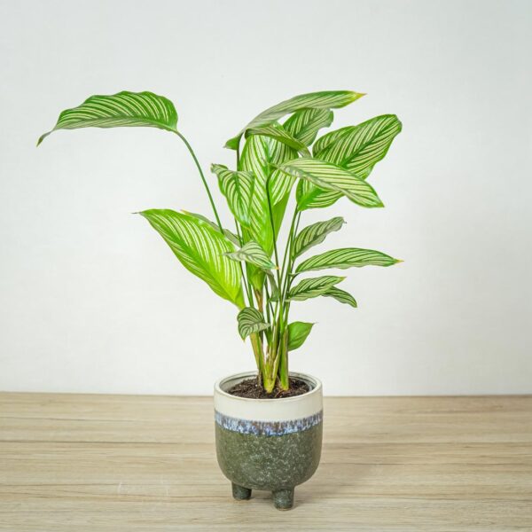 calathea-vittata