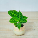 calathea-warscewiczii-baby