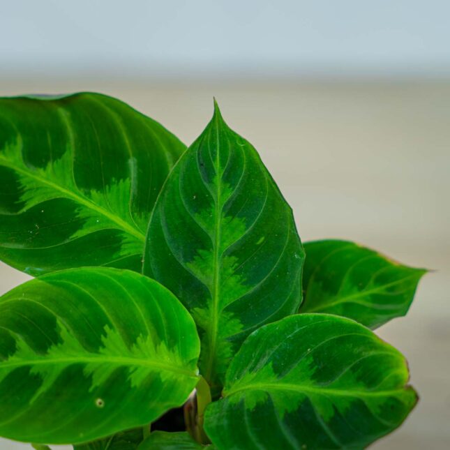 calathea-warscewiczii-baby (2) calathea-warscewiczii-baby