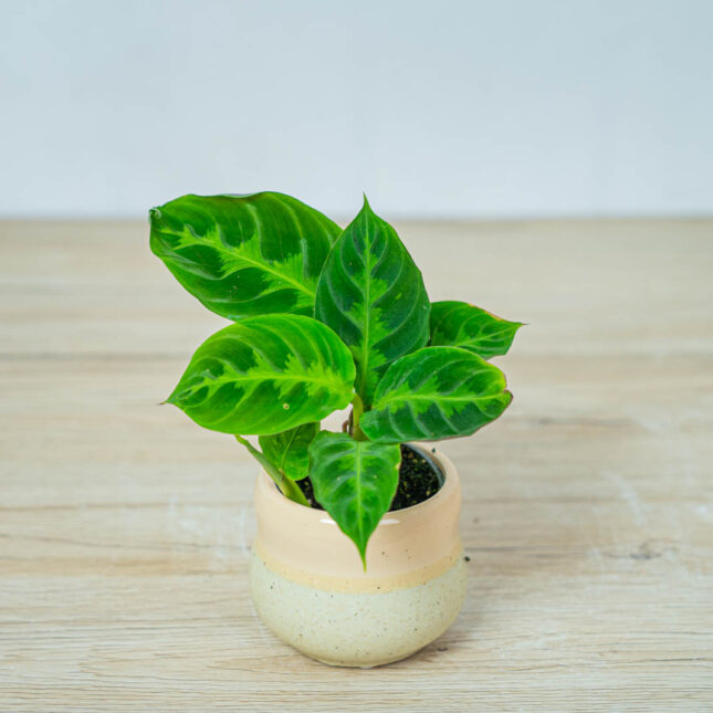 calathea-warscewiczii-baby calathea-warscewiczii-baby
