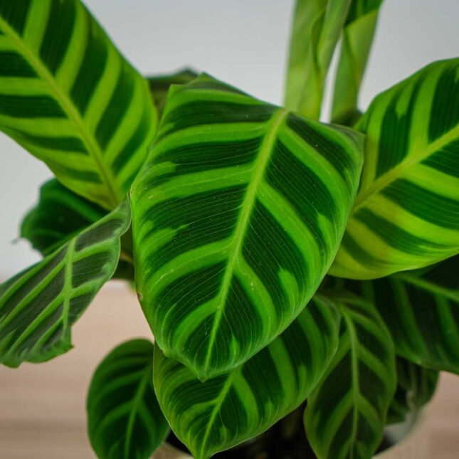 calathea-zebrina (2) calathea-zebrina