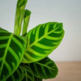 calathea-zebrina
