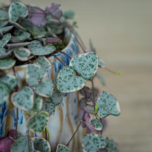 ceropegia-woodii-variegata