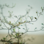 corokia-cotoneaster