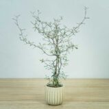 corokia-cotoneaster-baby
