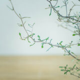 corokia-cotoneaster-baby