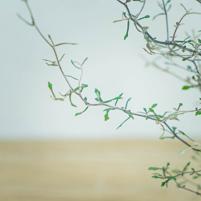 corokia-cotoneaster-baby (2) corokia-cotoneaster-baby