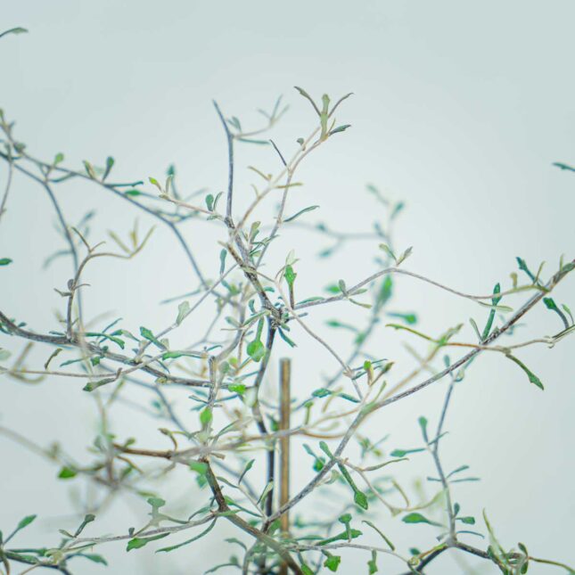 corokia-cotoneaster-baby (3) corokia-cotoneaster-baby
