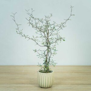 corokia-cotoneaster-baby