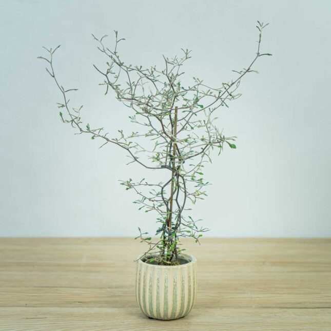 corokia-cotoneaster-baby corokia-cotoneaster-baby