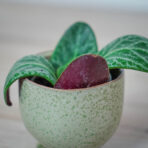 crassula-streyi-baby-grubosz