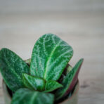 crassula-streyi-baby-grubosz