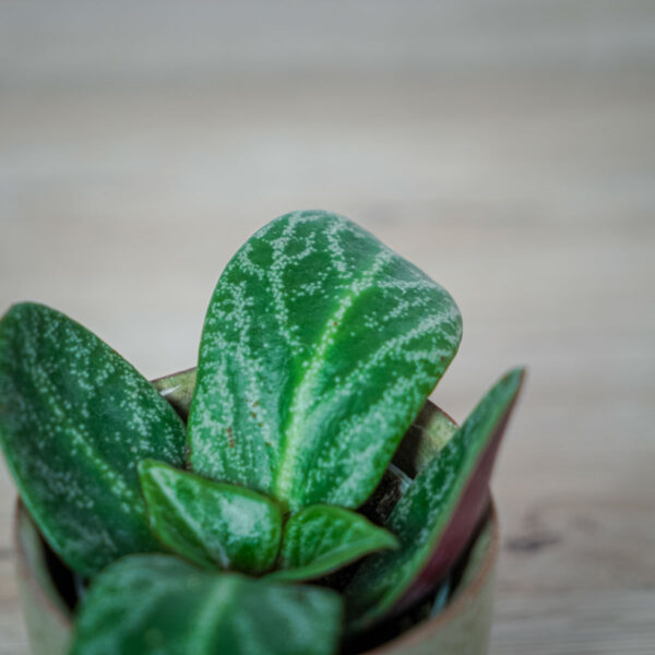 crassula-streyi-baby-grubosz (3) crassula-streyi-baby-grubosz