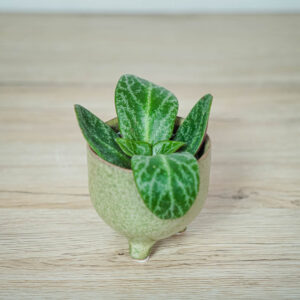 crassula-streyi-baby-grubosz