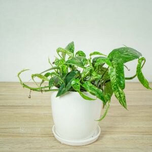 epipremnum-pinnatum-variegata