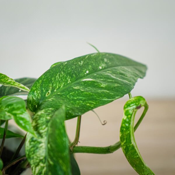 epipremnum-pinnatum-variegata (4) epipremnum-pinnatum-variegata