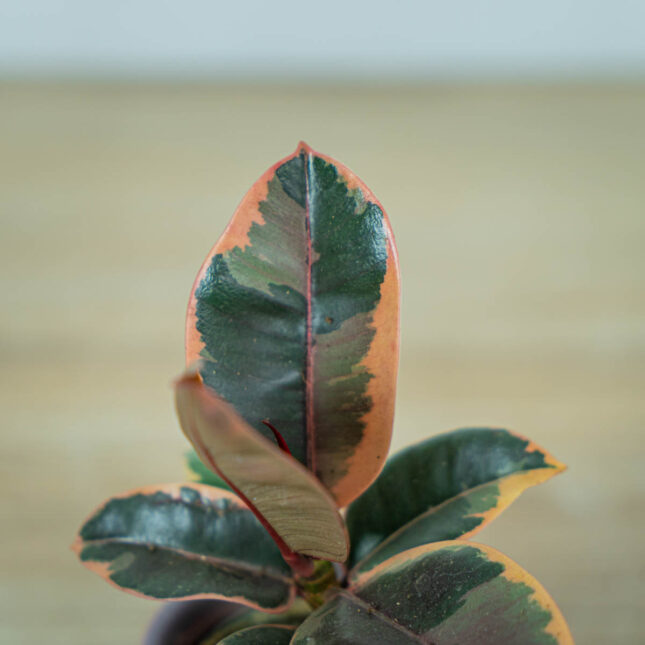 fikus-elastica-belize-baby-ficus (2) fikus-elastica-belize-baby-ficus