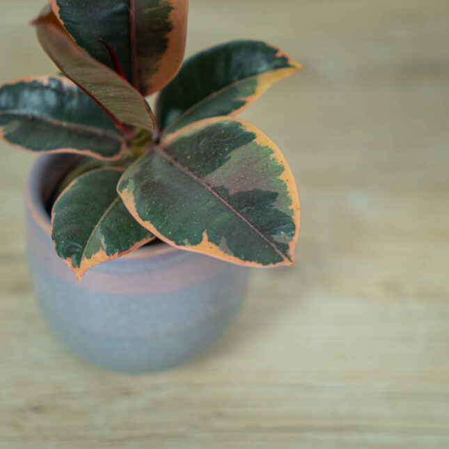 fikus-elastica-belize-baby-ficus (3) fikus-elastica-belize-baby-ficus