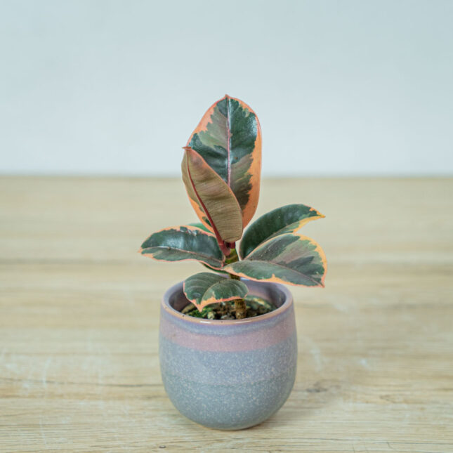 fikus-elastica-belize-baby-ficus