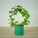 Hoya australis lisa na obreczy