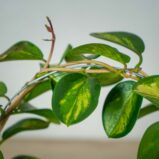 hoya-australis-lisa-na-obreczy