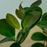 hoya-australis-na-obreczy