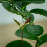 hoya-australis-na-obreczy
