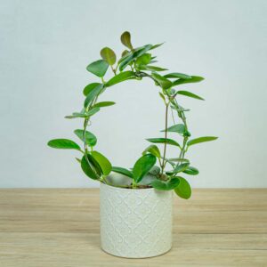 hoya-australis-na-obreczy