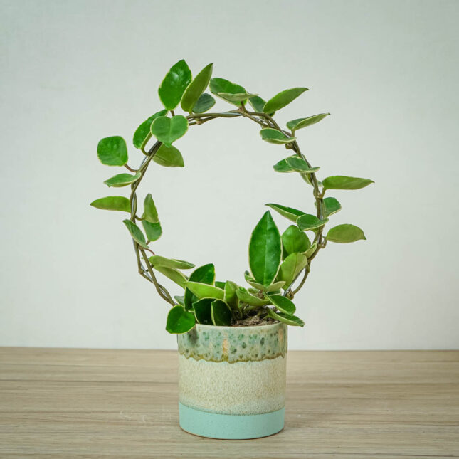 hoya-krimson-queen-na-obreczy hoya-krimson-queen-na-obreczy